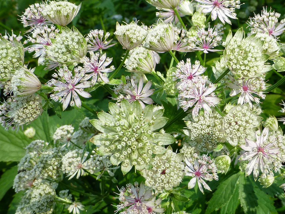 Blüten der Sterndolde