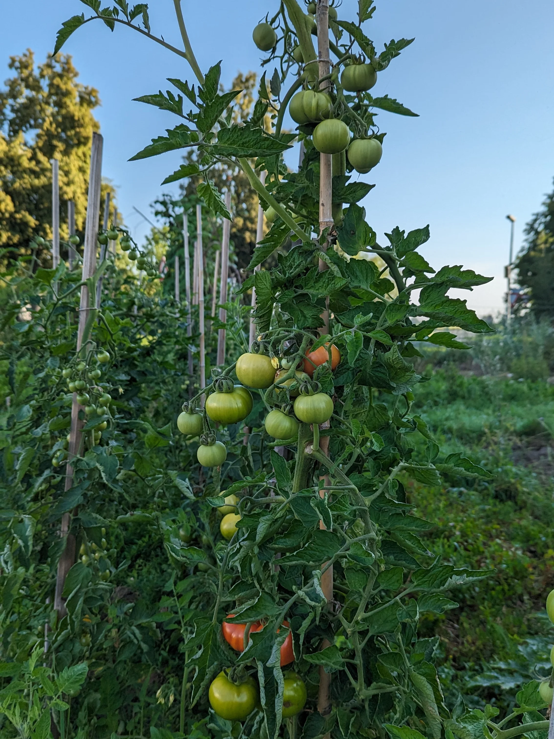 Tomatenpflanze mit reifen Früchten